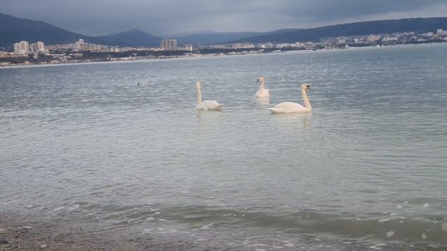 20260226_174455 лебеди в Геленджике