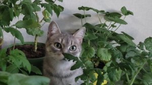 Я кошка Барса, cама по себе гуляю, сама по себе сижу