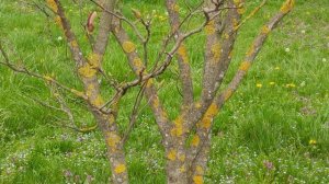 Радостный ковер