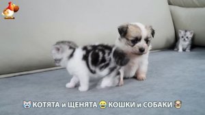 Котята и щенята 🐈🐶 Кошки и собаки 🤗 Про животных (11)