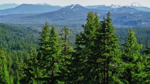 .Тайга.Таёжные истории. Истории егеря.