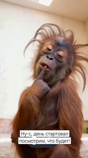 Ну‑с, день стартовал 
 посмотрим, что будет