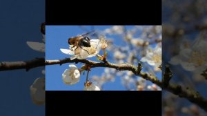 клип - Песня для мамы