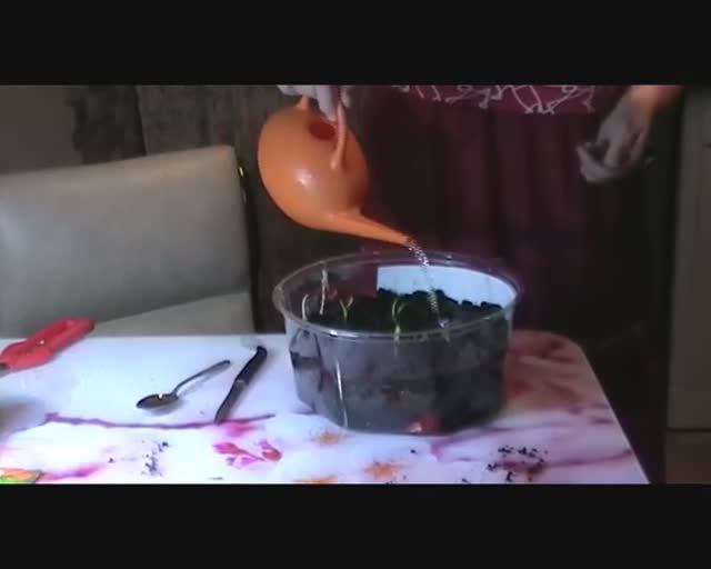 Перцы и баклажаны. Пересадка рассады. 09.04.2026