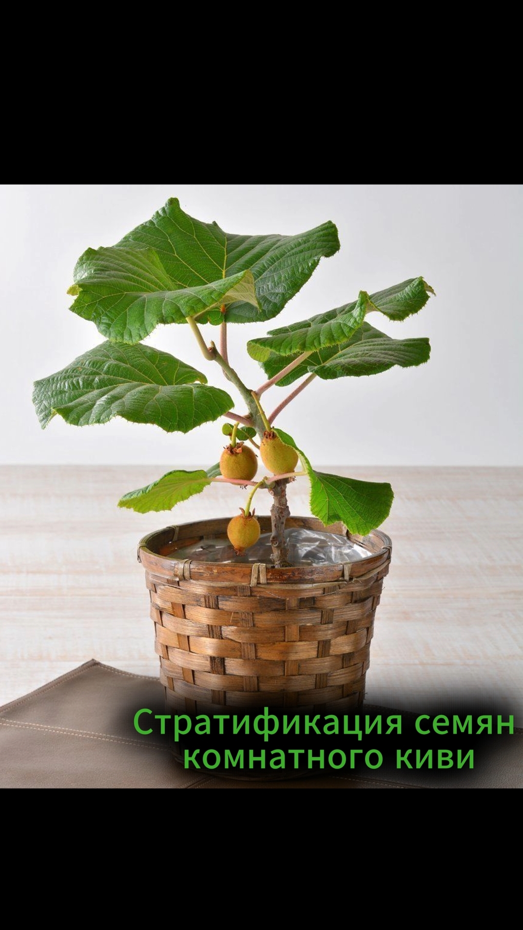 Стратификация семян комнатного киви