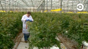 Сотрудники Пензенского филиала ФГБУ «ВНИИКР» приняли участие в мониторинге теплиц