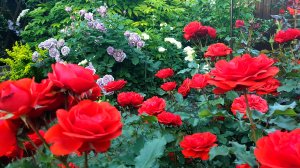 Мой розовый сад.