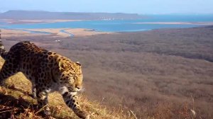 Юный леопард на фоне мостов Владивостока