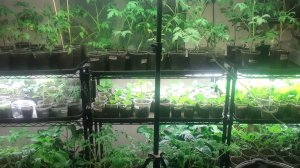 09.04.2026 Рассада на полках.