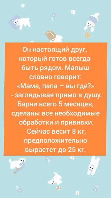 ❤ Красавчик Барни в поисках любящей семьи! 🏡 🐕 #Москва