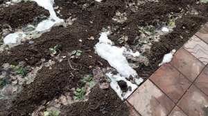 сибирский огород 9апреля