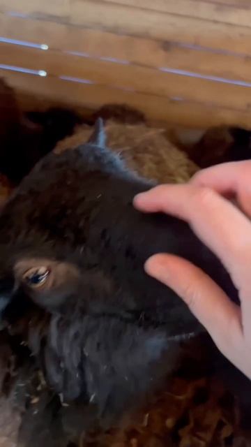 Наши игры с барашками 🫣😂 
#приютСудьба #приютдляживотных #животные #бараны