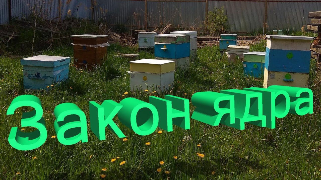 «Закон ядра» в пчеловодстве: профессор Кашковский объясняет за 2 минуты