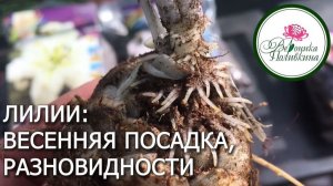 ЛИЛИИ. ПОСАДКА, ВИДЫ, УХОД