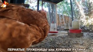 Куриная рутина – что делают куры на выгуле 😂 эпизод (153)