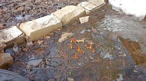 И в Сибирь наконец-то пришла весна!!!