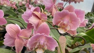 Пересадка орхидеи "Gold Marlins" Март 2026 года.🌱🌱🌱