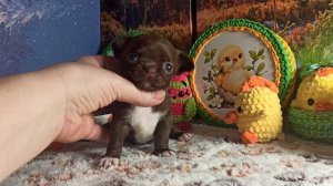 Жульетта #скидки #цена #купить_щенка_чихуахуа_продаю +79215950848