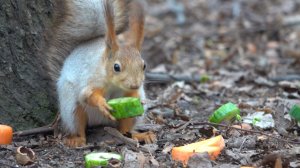 Зяблик, дятел и белка с огурцом. Зарисовка