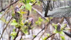 Метель в городе 09 апреля 2026. Апрельская метель, зима вернулась.