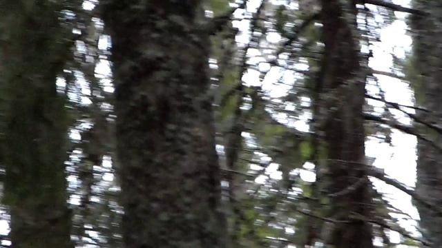 SAM_0440На глухарином току.Токует на осине в 6.ч утра.