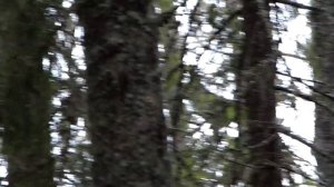 SAM_0440На глухарином току.Токует на осине в 6.ч утра.