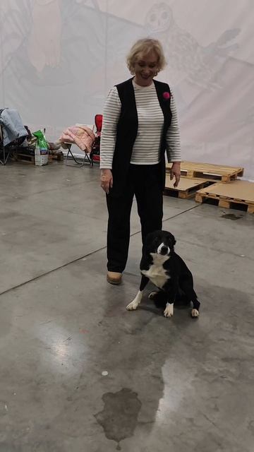 Я безумно люблю собачек