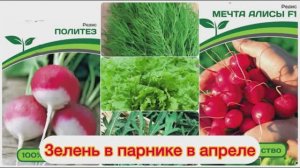 Зелень в парнике в апреле 2026