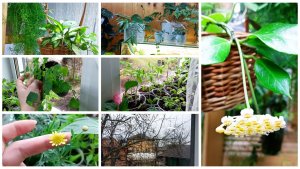 Похолодало. Обстановка на подоконнике. Долгожданное цветение хойи.