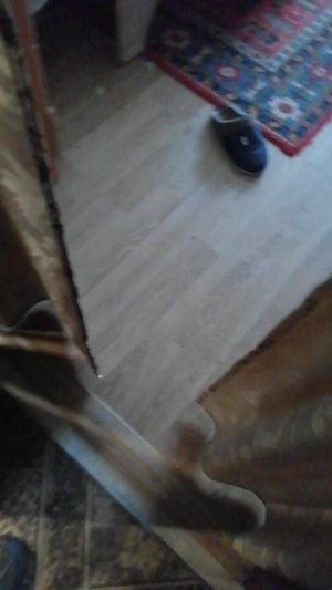 красивая собака улыбака