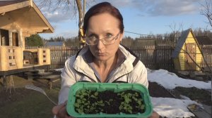 6 соток в конце марта 2026 года. Хроника. Завтра был апрель. Нужная вещь))