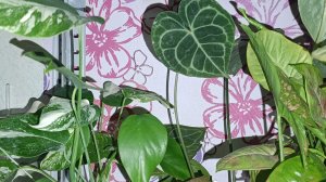 Комнатные растения: март🪴🪴🪴🪴🪴🪴🪴