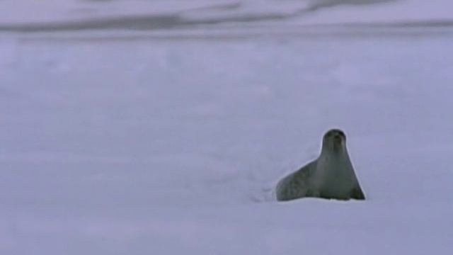 Первозданная природа. Эдем жизни 2 серия (документальный сериал, 1997)