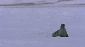 Первозданная природа. Эдем жизни 2 серия (документальный сериал, 1997)