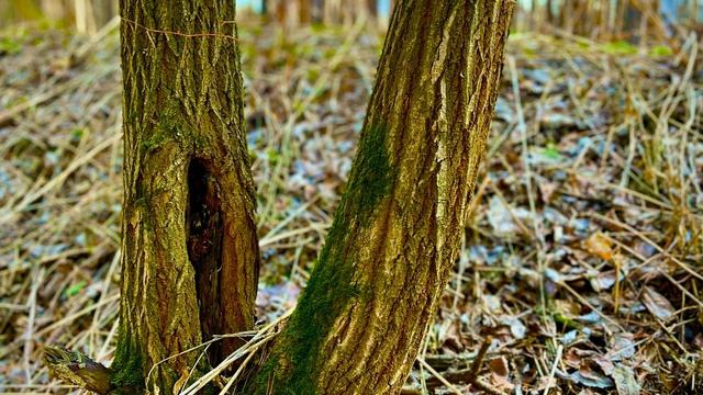 Первые весенние цветы🌾🌿🌱🌲🌼