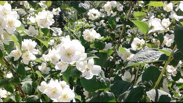 Игорь Северянин. К черте черта