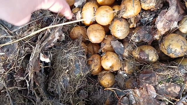 Собираем сок/магазин сладостей