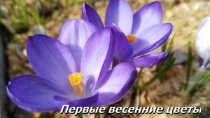 Первые весенние цветы