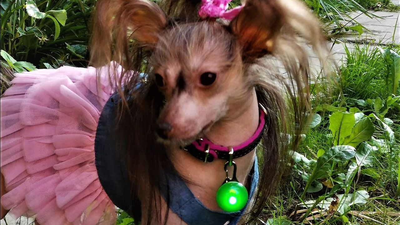 Водонепроницаемый светодиодный фонарик для собак на ошейник в ассортименте на АлиЭкспресс