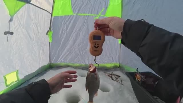 ОБАЛДЕТЬ! ПЛОТВА РАЗМЕРОМ С КАРАСЯ! Ловля крупной плотвы на реке. Рыбалка 2026