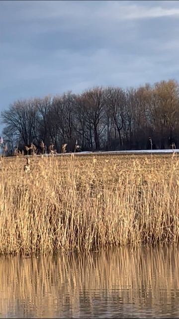 Встреча с дикой  косулей (животные России )