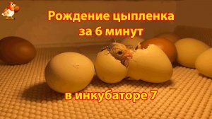 Рождение цыпленка за 6 минут в инкубаторе 7