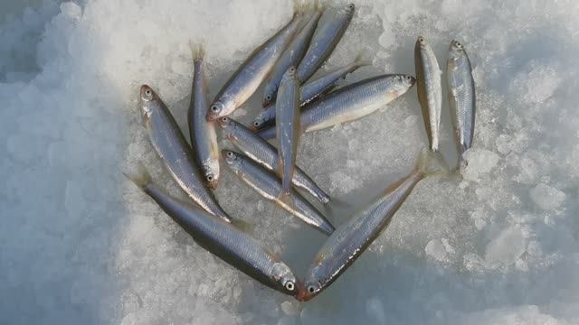 Рыбалка на корюшку / закрытие сезона / 31 марта 2026 года