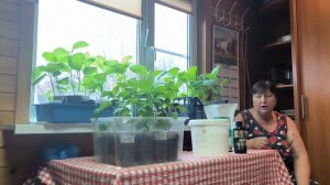 Моя рассада крепкая и коренастая