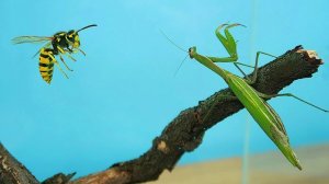 МОЖЕТ ЛИ ОСА УЖАЛИТЬ БОГОМОЛА