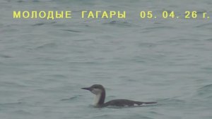 Молодые  ГАГАРЫ