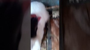 В "Чистый" Четверг - "Чистые" Песни Для Вас! От Меня и От Кроликов! | Певец Кольчугино