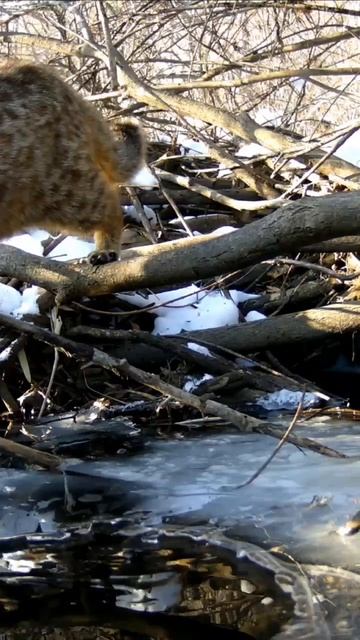 😺 Дальневосточный лесной кот «ограбил» выдру в Приморье