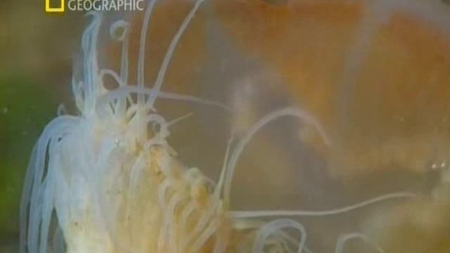 Первозданная природа. Эдем жизни 19 серия (документальный сериал, 1997)