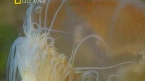 Первозданная природа. Эдем жизни 19 серия (документальный сериал, 1997)